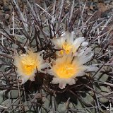 Thelocactus rinconensis ©JLcoll.4832.jpg